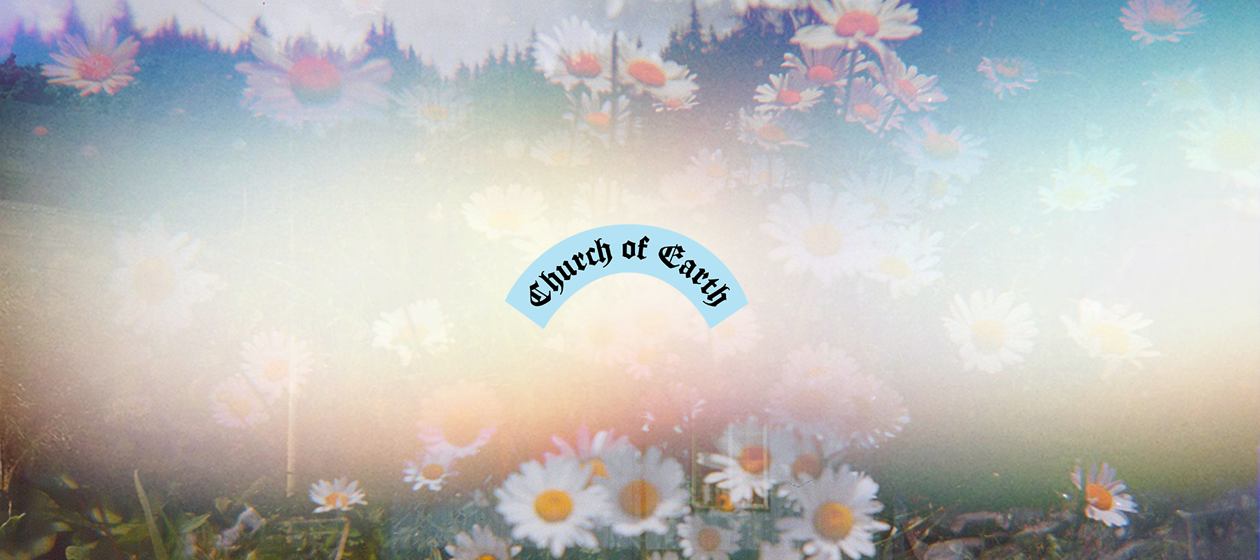 banner-glowdaisies